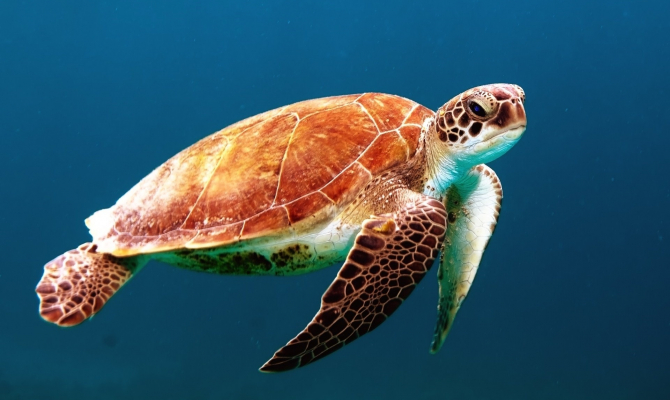 Vanuatu’s Marine Turtles