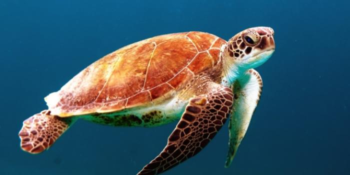 Vanuatu’s Marine Turtles